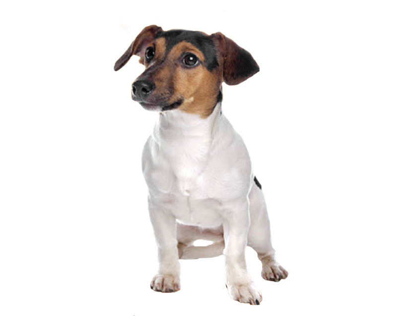 Terrier